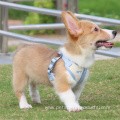 Wholesale Fashion Dog Harness And Leash